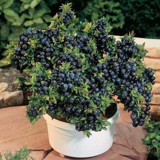 Blueberry Seeds