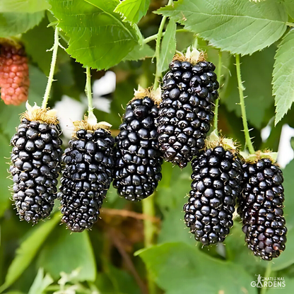 Exotic Fruit Seeds | Blackberry, Raspberry, Cranberry, Kiwi