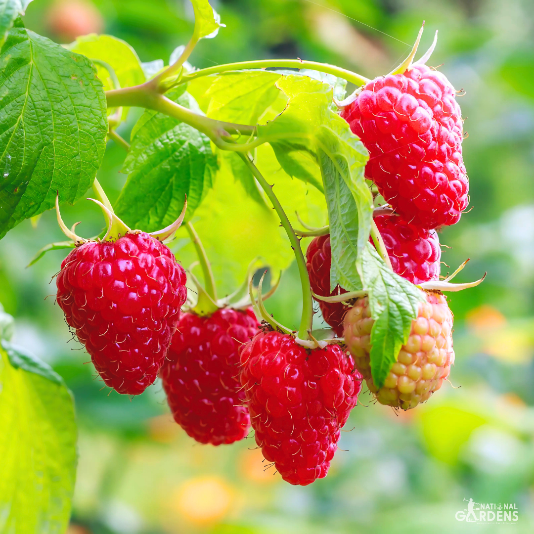 Exotic Fruit Seeds | Blackberry, Raspberry, Cranberry, Kiwi
