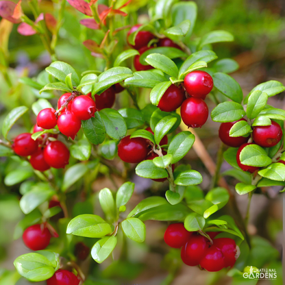 Exotic Fruit Seeds | Blackberry, Raspberry, Cranberry, Kiwi