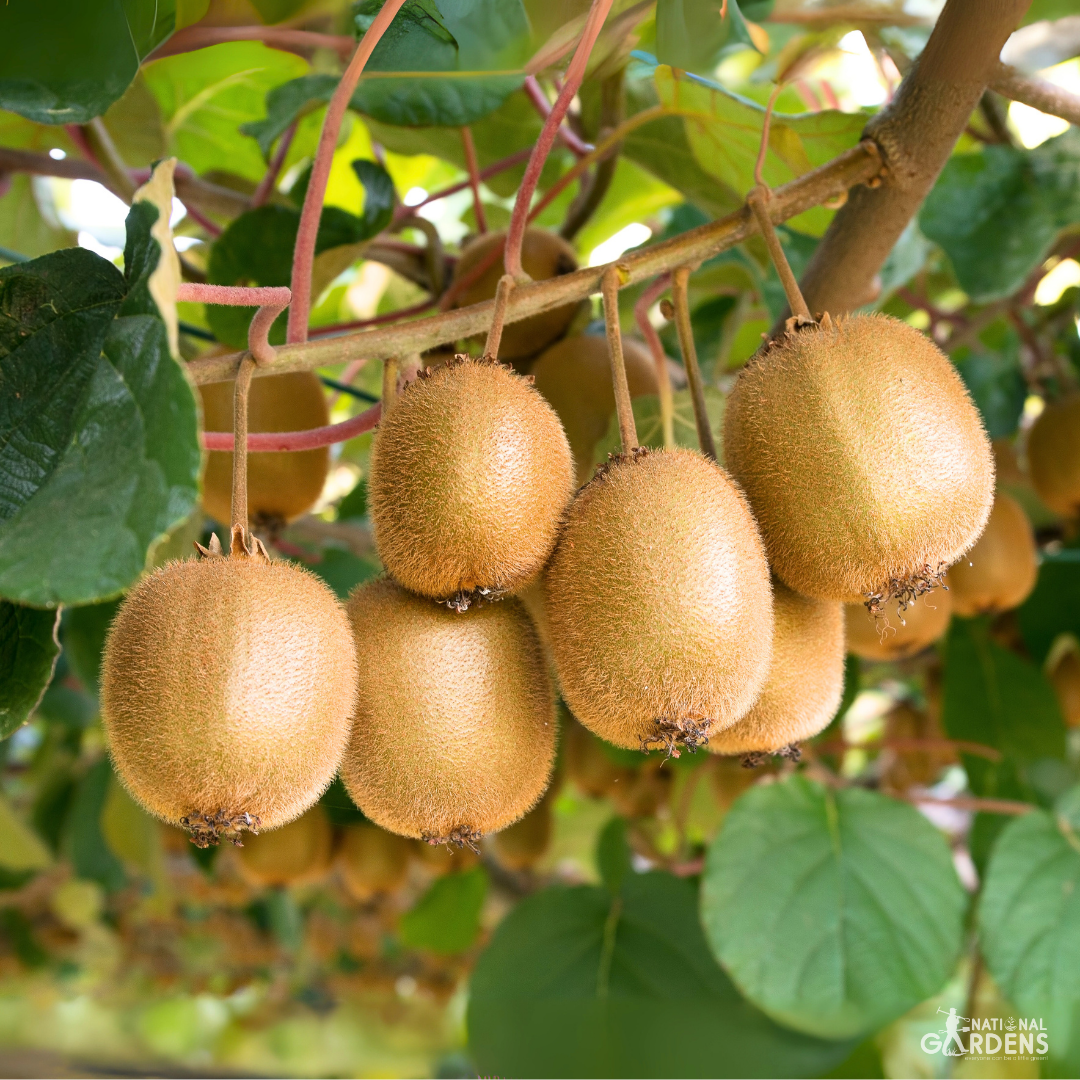 Exotic Fruit Seeds | Blackberry, Raspberry, Cranberry, Kiwi