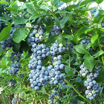 Blueberry Seeds