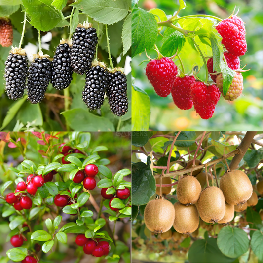 Exotic Fruit Seeds | Blackberry, Raspberry, Cranberry, Kiwi
